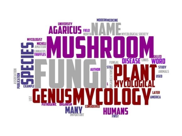 Mycology Typography Tshirt: A Strategic Design Asset for Purpose-Driven Creators