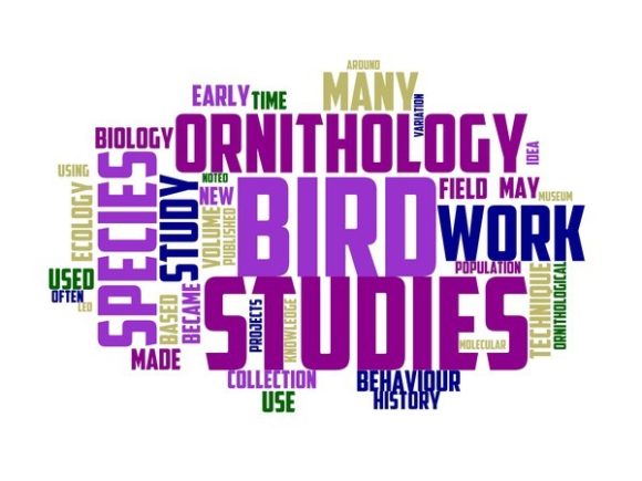 Ornithologist Typography Sublimation: A Thoughtful Guide for Creators